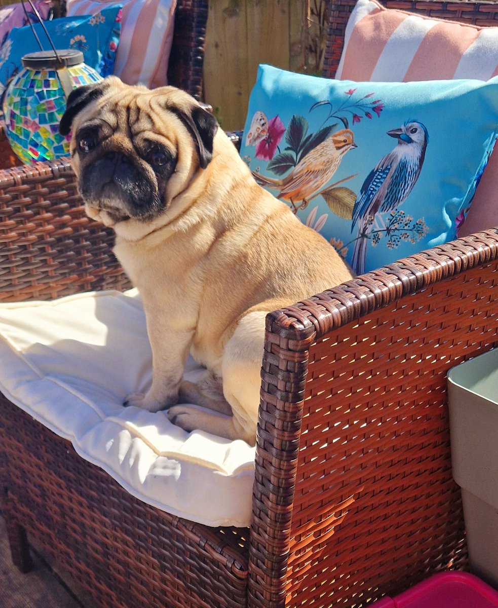 Alisongwen1's tweet image. What do you want woman ? #pugsoftwitter  #garden  #sunshine #pugs