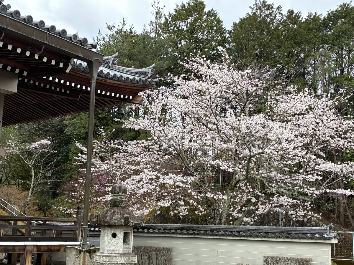 【雄也通信】
雄也が好きだった桜の季節。通学途中にまわり道をして桜を愛でていた賀茂川も、美しい桜並木が多くの人々を魅了しています。雄也が眠るお寺の桜ももうすぐ満開になりそうです。
新しい年度を迎え、皆さまの益々のご活躍を応援しています。