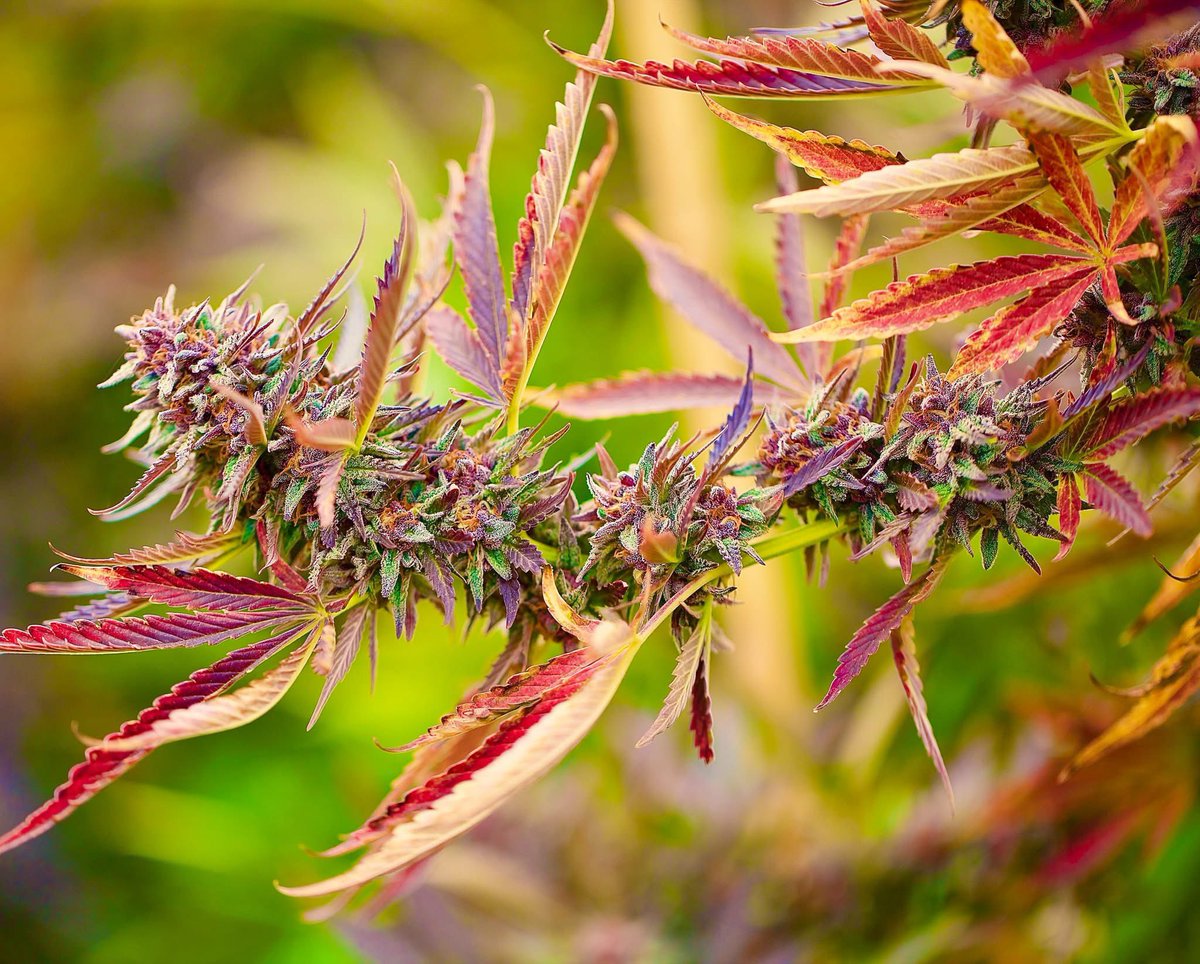 David Goodman tweet media