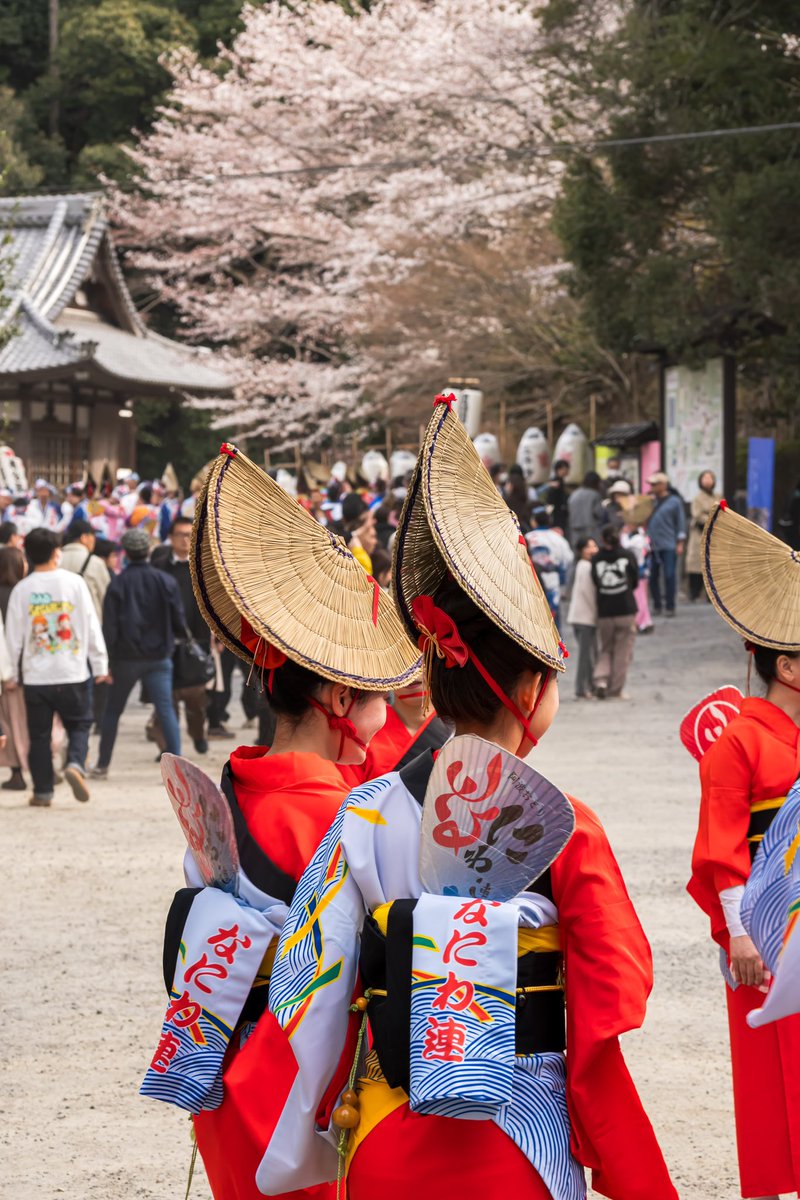 kenken_kyoto_'s tweet photo. 滋賀県 三井寺
花見阿波おどり
桜の下で阿波おどり最高でした😊🌸
@biwako_otsu
#三井寺 #阿波踊り #阿波おどり #関西阿波おどり協会 #びわ湖アンバサダー #hellootsu #しがトコ #滋賀県 #滋賀 #滋賀観光 #滋賀県観光 #滋賀桜 #桜スポット #桜 #さくら #サクラ #cherryblossom #kimono https://t.co/Nwx6cUDBAz