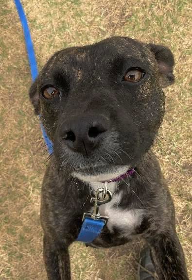 PLZ LOOK AT ME!
I'm RAIN #A378173 I DON'T WANT TO DIE💔 
Look deep into my eyes,u can see what a good dog I am!
I will love u forever, always b by your side,plz give me a chance!
PLZ #ADOPT #FOSTER OR #PLEDGE TO ATTRACT A RESCUE🛟 #CorpusChristi 
Plz! I am Running out of time ⏳