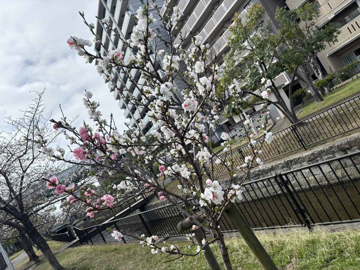 なんか飛んだ！
今日は花見してむっちゃ綺麗だったー！