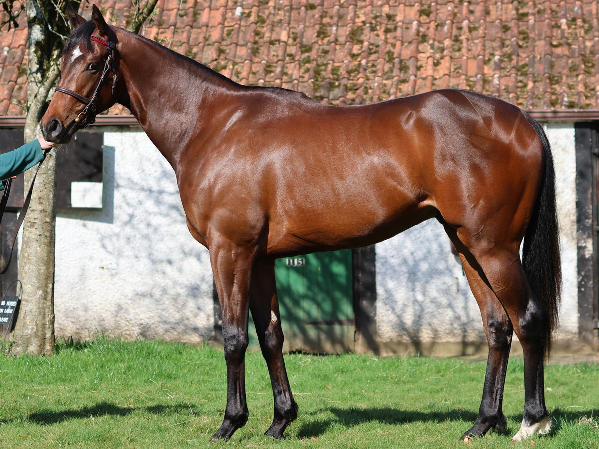 A&N Bloodstock tweet media