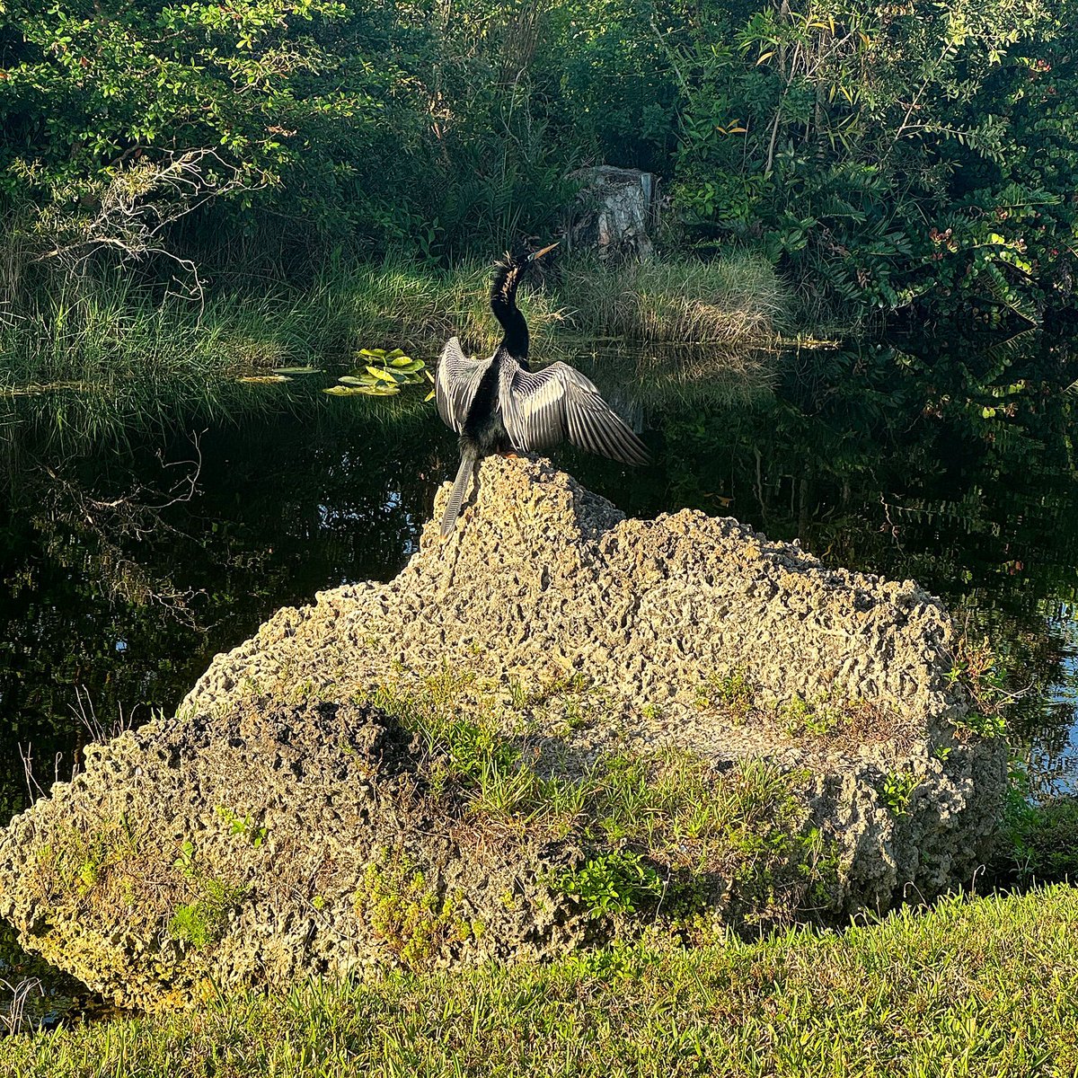 Spotted on the edge of the River of Grass — an anhinga in all its Florida glory, photographed right here in Davie, FL! 📸🌿

If you’ve taken one of our Everglades airboat tours, there’s a good chance you’ve seen this sleek, snake-like bird drying its wings or diving for fish.