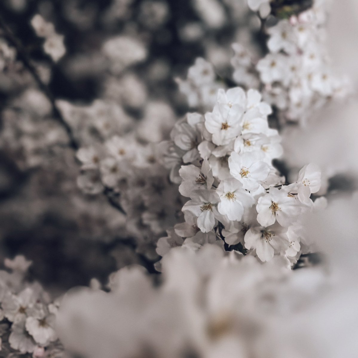 nimbus__2022's tweet image. 県庁所在地の桜　#桜