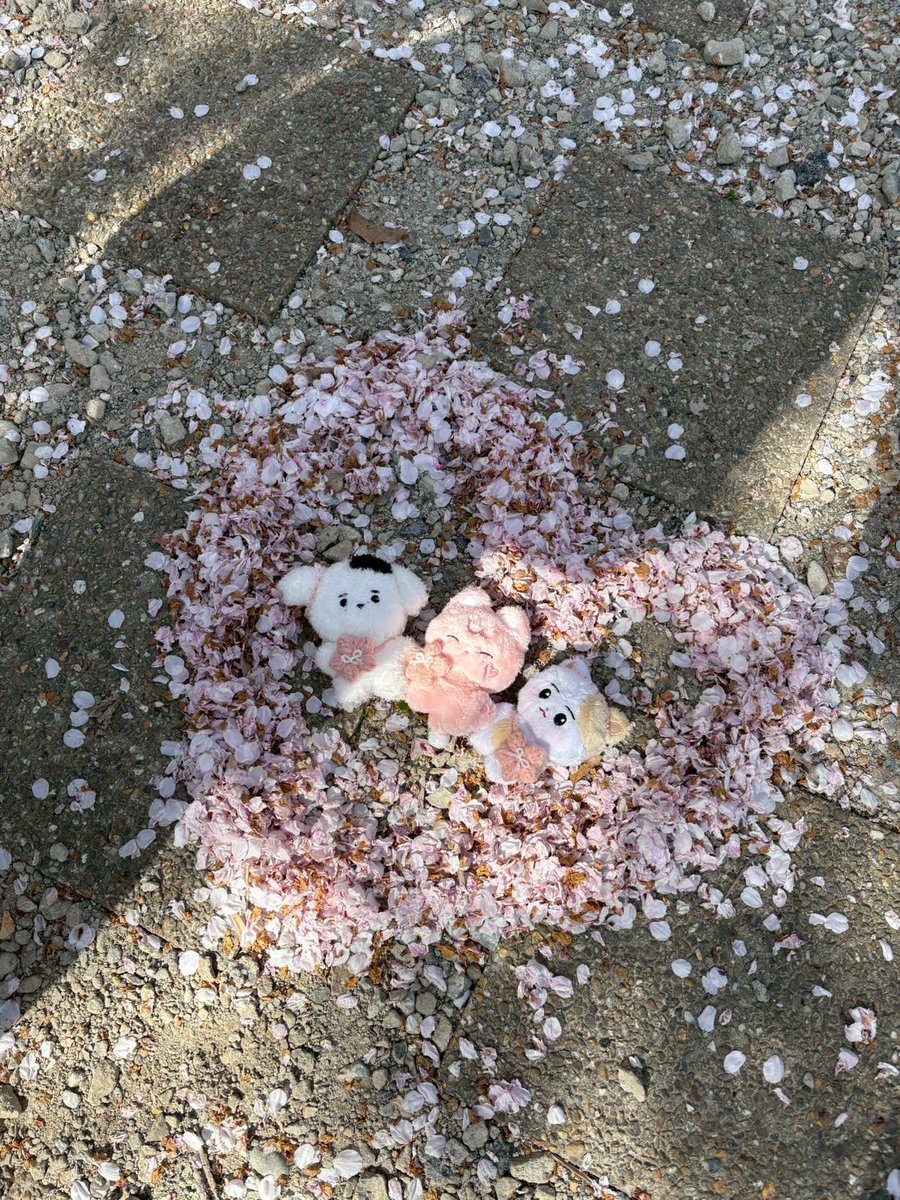 kana__hoon's tweet photo. 今年最初で最後のお花見🌸
綺麗だったしなにより楽しすぎた🫰🏻
日本に生まれてよかったーーーあ！！ https://t.co/kWKouRpfAS