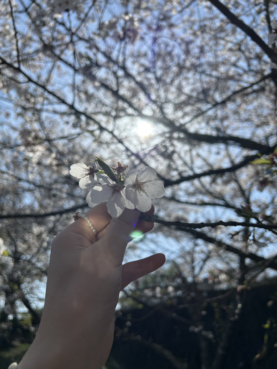 kana__hoon's tweet photo. 今年最初で最後のお花見🌸
綺麗だったしなにより楽しすぎた🫰🏻
日本に生まれてよかったーーーあ！！ https://t.co/kWKouRpfAS