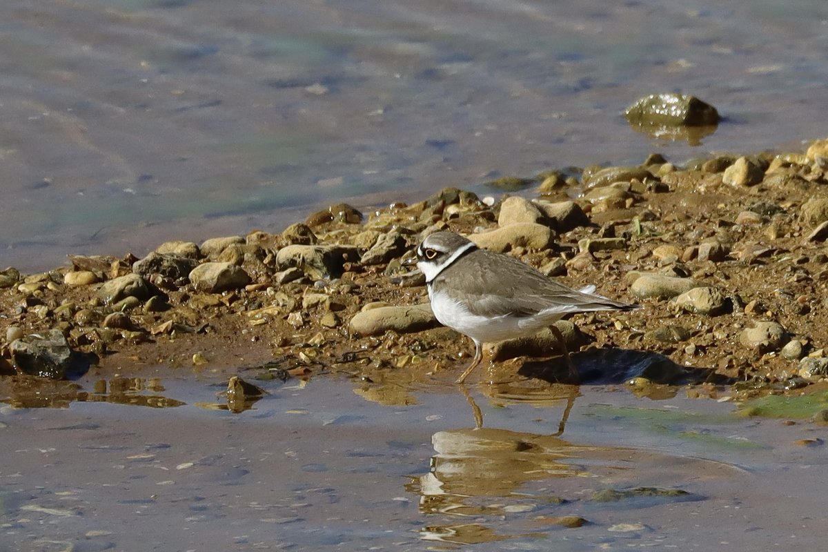 One of four yellow wagtails at Stanborough Gravel Pits this morning, plus a pair of little ringed plover. <a href="/Hertsbirds/">Herts Bird News</a> <a href="/HMWTBadger/">Herts & Middlesex Wildlife Trust</a> <a href="/Natures_Voice/">RSPB</a> <a href="/RSPBEngland/">RSPB England</a>