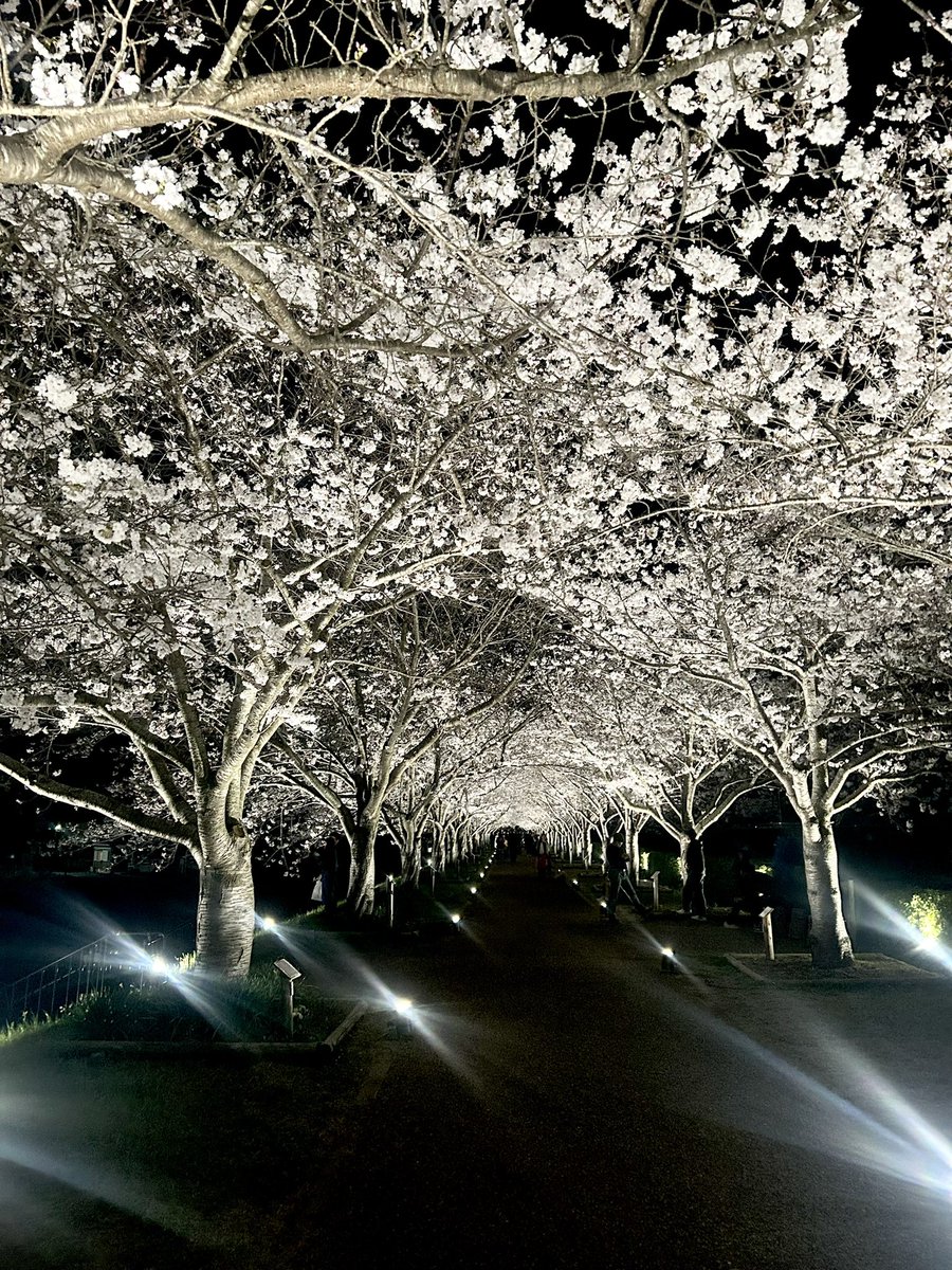 夜桜
