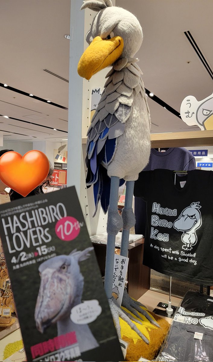 okushino's tweet photo. 土日の備忘録。
土曜日、持病の通院後に都心へ。
#HASHIBIROLOVERs 丸善丸の内本店。大きなハシビロパイセンがお出迎え。
グッズたくさんで､写真展もあり、私が毎年買ってるカレンダーの写真家、南幅俊輔さんがいらっしゃってサインおねだり。
野生のハシビロコウに会いに行ったとか。行きたすぎる🧡 https://t.co/gzyFAgadGk