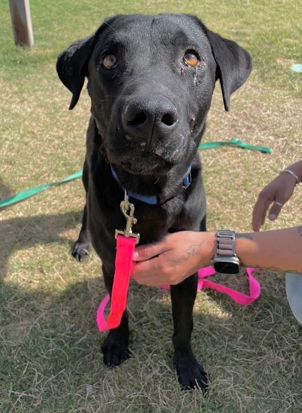 Handsome BEANS #A379099 2yo,glorious Lab-mix,nervous at shelter,but in a loving home he will thrive!
Gorgeous black coat, mesmerizing eyes,pleading with U to save his precious life
Plz save him,u won't regret it 
 #ADOPT #FOSTER OR #PLEDGE TO ATTRACT A RESCUE🛟 #CorpusChristi⏳