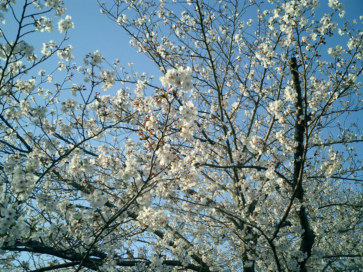 Pashashaii's tweet photo. Exilim EX-S2

#オールドコンデジ  
#ファインダー越しの私の世界ᅠ 
#写真好きな人と繋がりたい 

桜 https://t.co/Bx2vtEY9LJ
