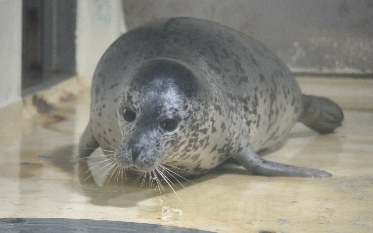 氷をロックオンしただんご🍡✨