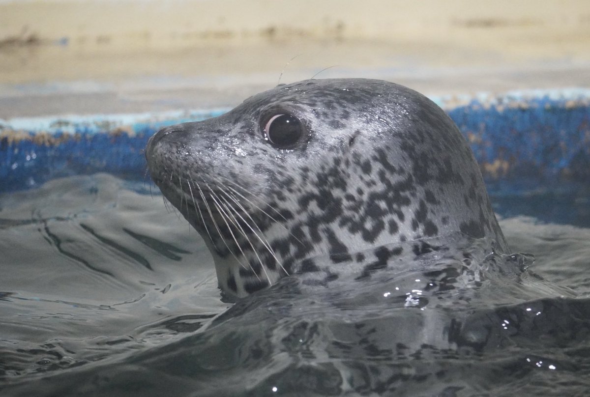 サスペンスなだんご😆