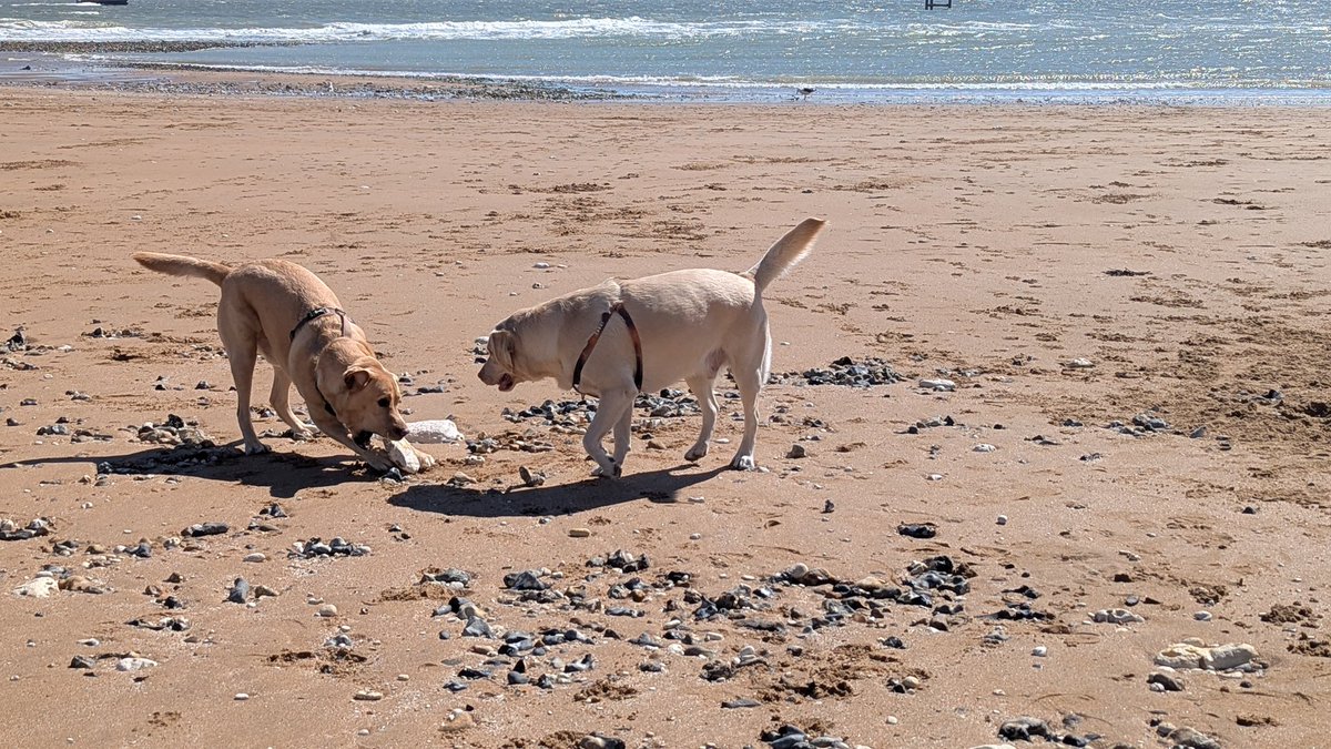 I am enjoying a sunny day at the beach with full of doggies friends #Ramsgate