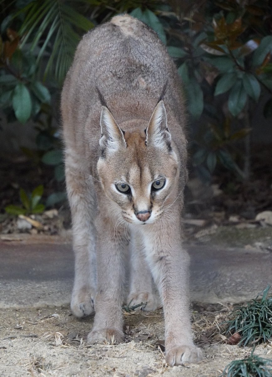 マックくん♪

#カラカル
#ごがつら池どうぶつパーク