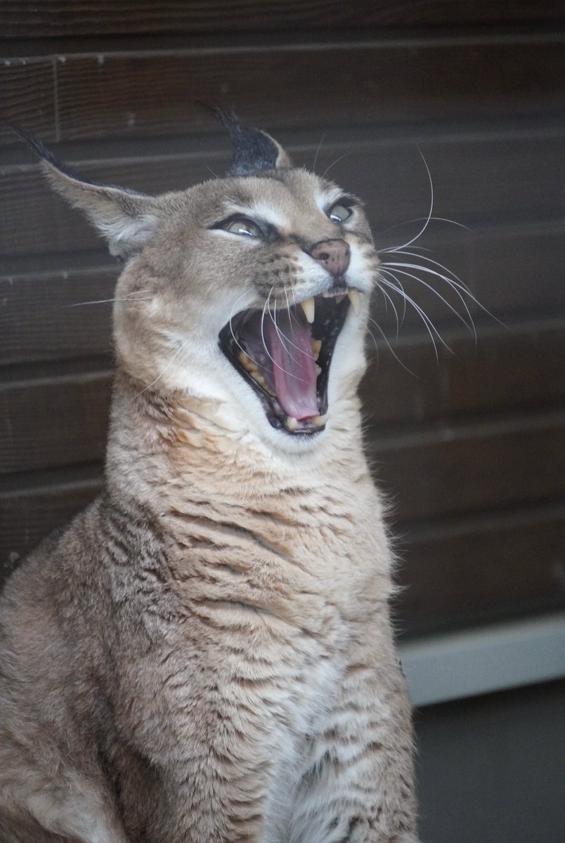 マックくんのあくび😆

#カラカル
#ごがつら池どうぶつパーク