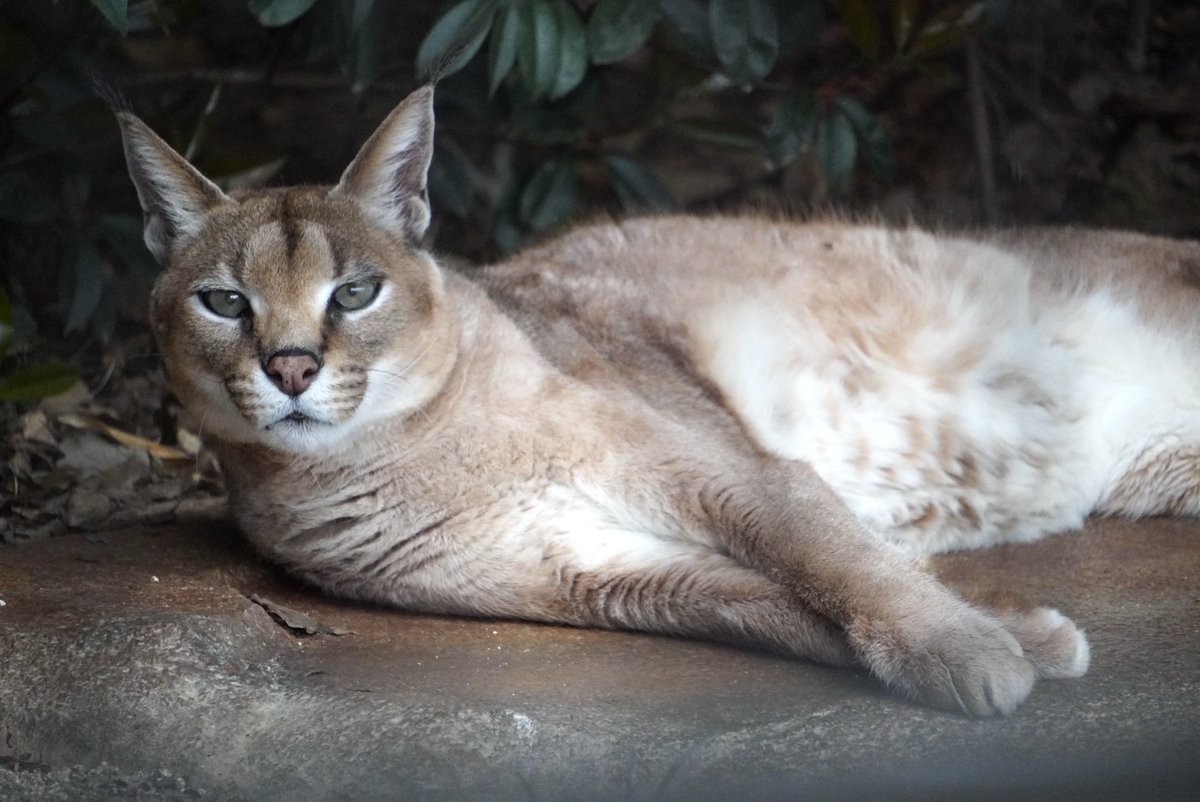 まったりマックくん

#カラカル　
#ごがつら池どうぶつパーク