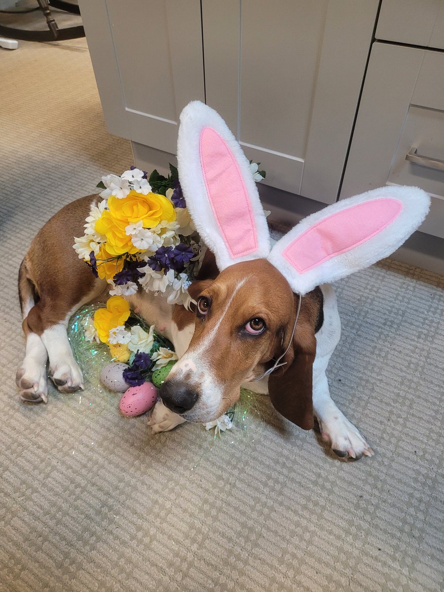 kingtodd's tweet image. 2 years ago, Clementine was getting into the Easter spirit at work.