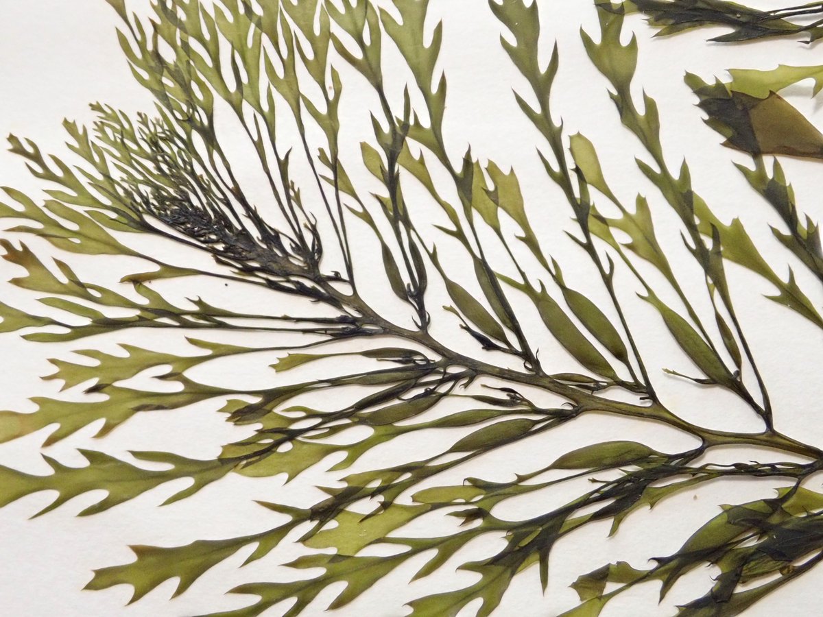 能登海藻工房 (@noto_seaweed) / Posts / X