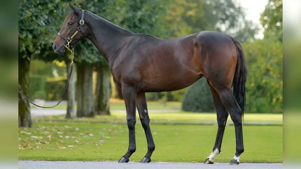 "She still has an entry in the Prix de Diane. All being well she'll be a lovely addition to Prince Faisal’s broodmare band."

Classic hopes and blossoming broodmare band gives Denford Stud plenty of spring in its step

Kitty Trice speaks to stud manager Richard Evans about the