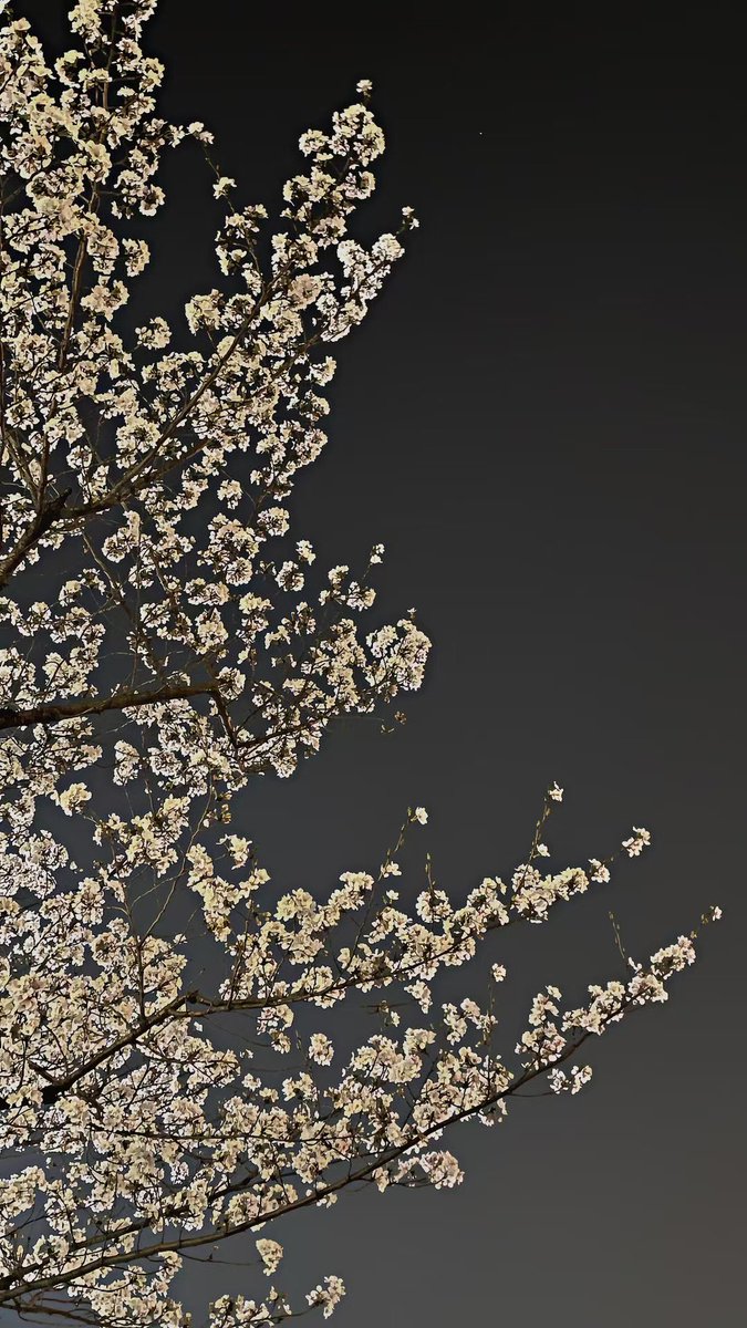 geaux_1's tweet photo. 石楠花的花语是？ https://t.co/0Xt1IrScR0