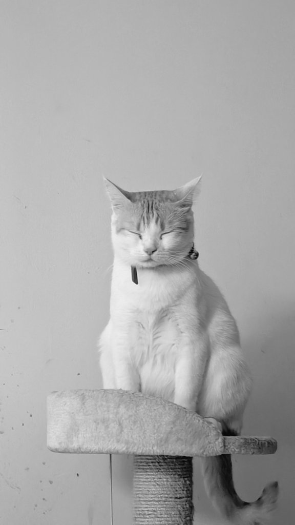 HAX_u_ANYTIME's tweet image. Buddha Reincarnation #CatTwitter