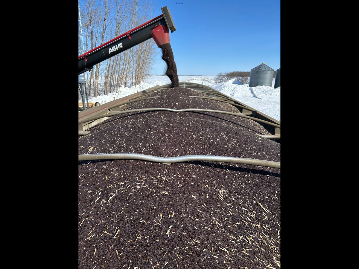 If any processor’s in the world are finding other sources of oil and meal are too expensive because of Tariffs, Canadian Canola Seed isn’t tariffed. ( Canola oil and meal to China is.)I still have some left if you need any and we’ll have lots more in 150 days.