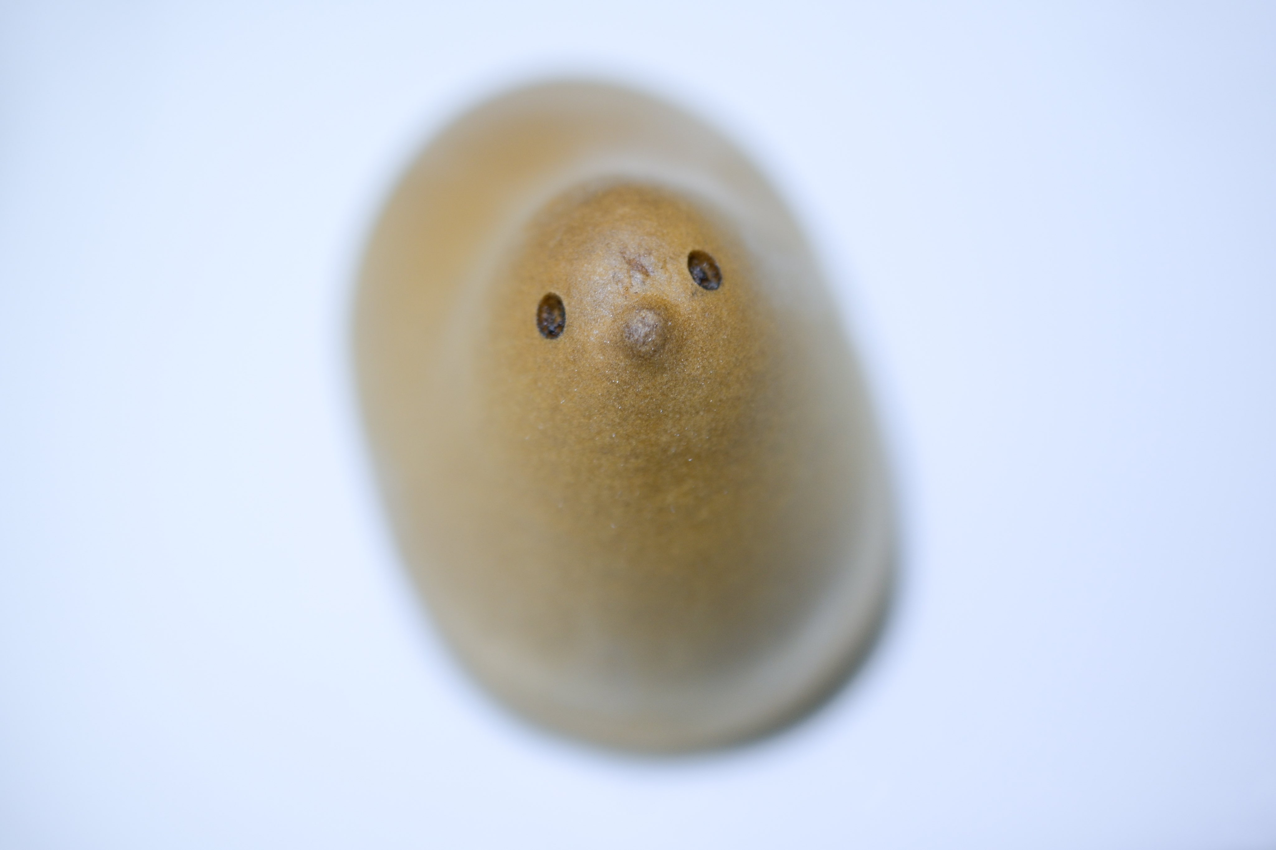 ひよこ◡̈　2点まとめ B-95 コンプ まるまるひよこちゃん ぷちぬいぐるみ 全6種 ガチャ