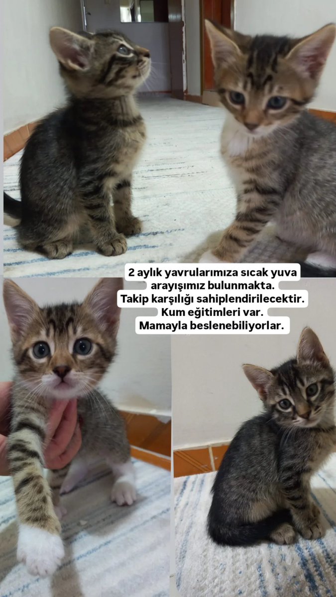 münzevi (@nalanbsbg) on Twitter photo 