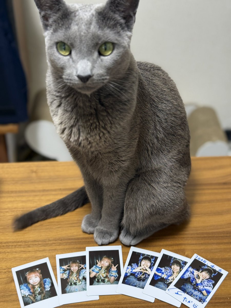 本日もライブ💙💚

最高のセトリだった
熱くて感動的🥹

さんざめくと
ボンボヤージュでは😹

やっぱりAppare!ってイイ😆

お時間がなくて
すちゃん、ゆちゃんと
少ししかお話しできなかったけど
二人ともいつもカワイイ😍

#Appare
#お〜いあおいすず
#ゆめちゃんに夢中
#猫ちぇき