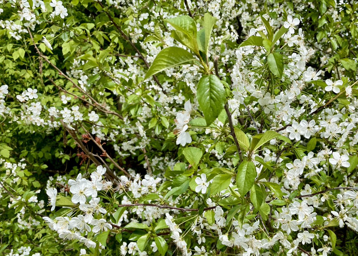 Everything is in bloom ☀️🌸