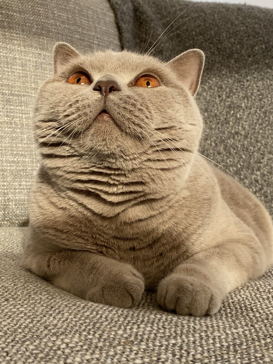 <a href="/TreasuryMog/">Gladstone 🇺🇦</a> <a href="/filzballjaeger/">Donald 🌈</a> #pawcircle for Donald 😿 Look after your Mami and all of us from your fluffy cloud ⛅️ Until we meet again, sweet friend 🌈 Love you always ❤️🐾 #loveneverdies #neverforgotten