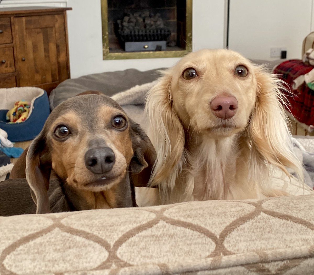 SausageDogHotel's tweet image. "Are you going to give us some of that?" - Beautiful sisters Magic &amp;amp; Laker are expert groakers and have all the time in the world to wait... #SharePlease