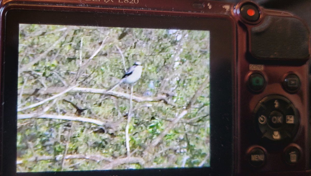 Glad i mate the effort to go to leasowe this afterrnoon.  Great grey shrike , cracking bird <a href="/RSPBLiverpool/">RSPB Liverpool</a> <a href="/CHESHIREBIRDING/">C & W BIRD NEWS</a>