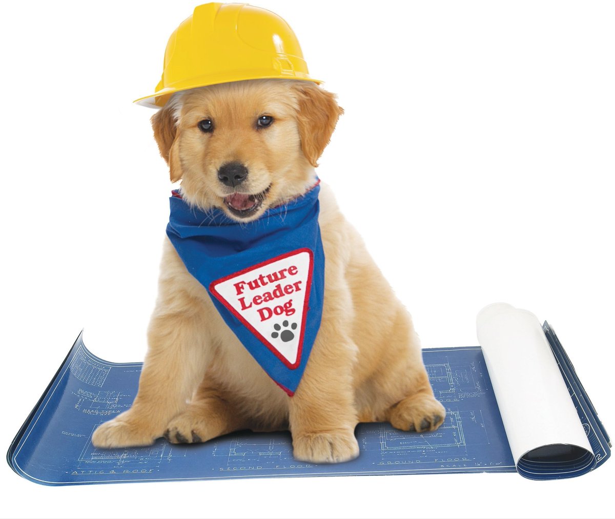 If you have many dogs
Teach one to be leader