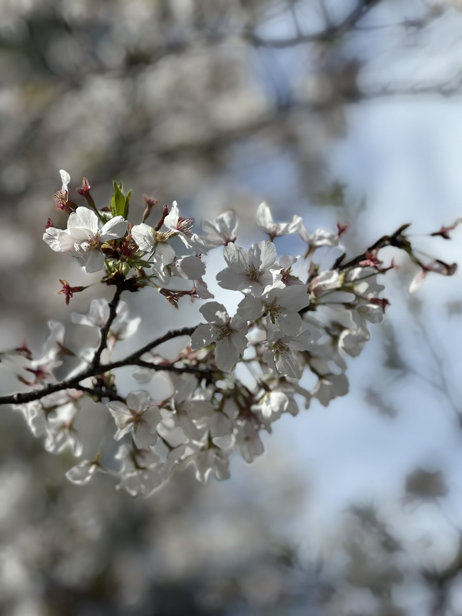 nicolengyw's tweet image. 🤍軽くお花見してきた🌸