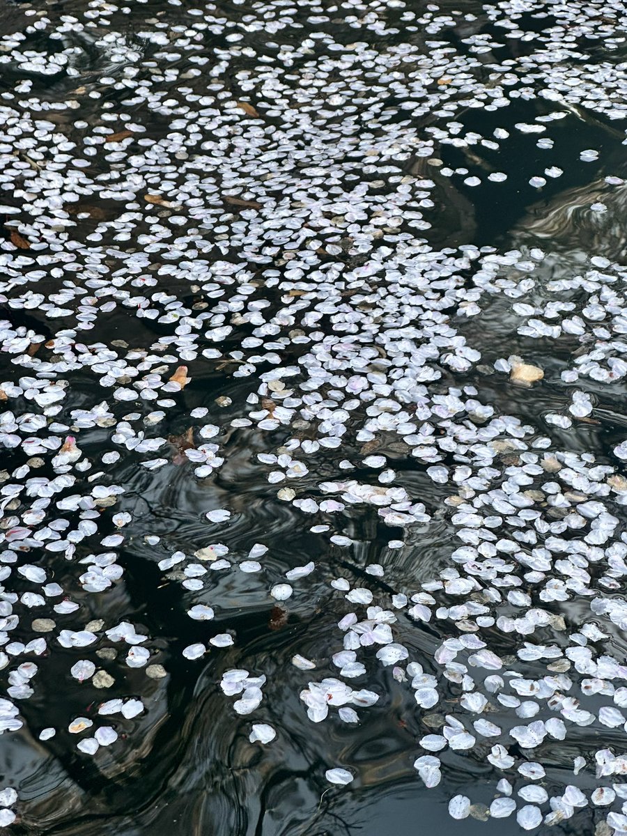 nicolengyw's tweet image. 🤍軽くお花見してきた🌸