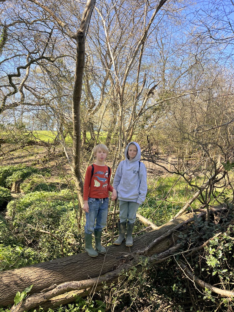 anthonybecvar's tweet photo. Enjoyed the sun and got out of the wind in the woods with 50% of the offspring today. Wild garlic has gone bonkers as have the tadpoles in our most recent new farm pond. Nature is putting on a good show and the kids stink of garlic! #HappyFarmer #SpringOnTheFarm #Farming #Spring #BathNight
