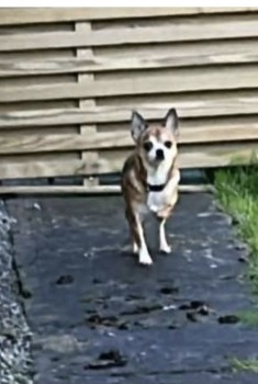 millypod1's tweet photo. π31 MAR 2025 #Lost FREDDY #ScanMe
Tan & White Chihuahua Male. NERVOUS #RESCUE
Manor Farm #TheStreet #Kilmington #Wiltshire #BA12
https://t.co/XE77xWyIRo https://t.co/RbPfsE8Fqm