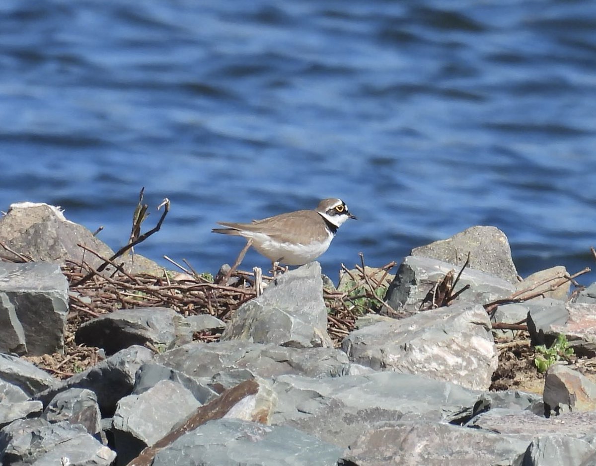 ComberNath's tweet image. Signs of Spring today in Staffordshire; 6 species year listed! Highlights: Belvide - 2 distant Little Gulls off the dam, Swallow over water + Common Sand & LRP West end. Branston GP’s: Sprawk, Sand Martins, Willow Warbler heard + 2x Avocet & 7x Curlew North pit @Staffsbirdnews