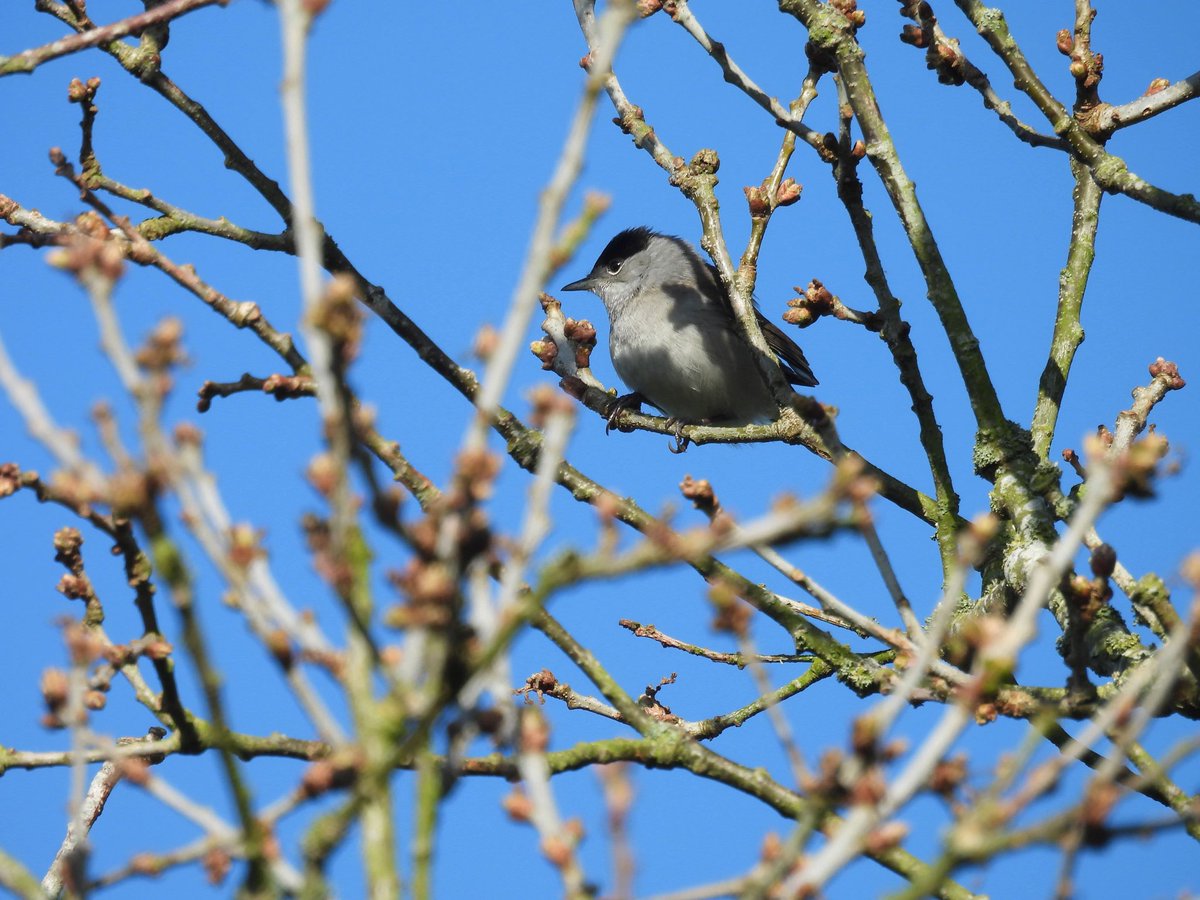 ComberNath's tweet image. Signs of Spring today in Staffordshire; 6 species year listed! Highlights: Belvide - 2 distant Little Gulls off the dam, Swallow over water + Common Sand & LRP West end. Branston GP’s: Sprawk, Sand Martins, Willow Warbler heard + 2x Avocet & 7x Curlew North pit @Staffsbirdnews