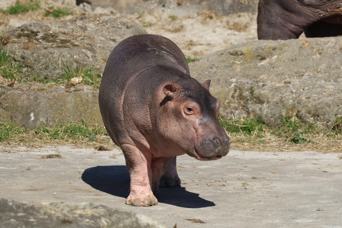 justGoron's tweet photo. Baby hippo Fenna @WildlandsNL https://t.co/Sa1KUH5WEq