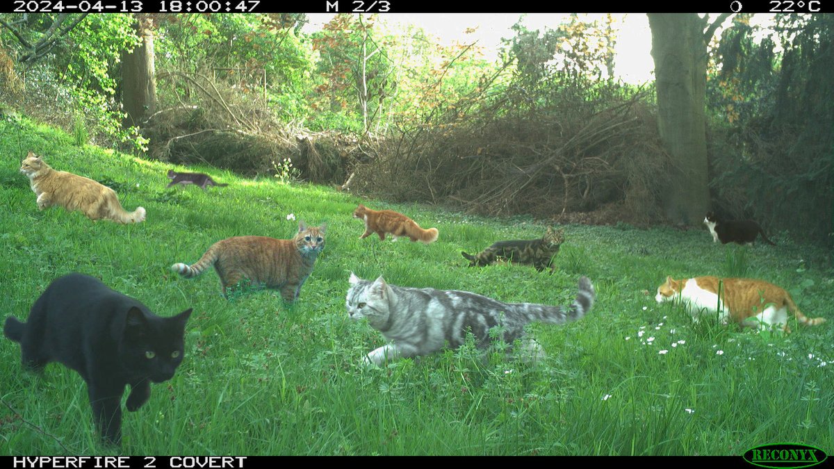 New individual spotted. Nine different pet cats use our garden as their personal hunting ground—on a daily basis. No other pet is given the same freedom to trespass on others’ property without question. This has to change: 
📣📣📣pet cats should not roam outside unsupervised 😾