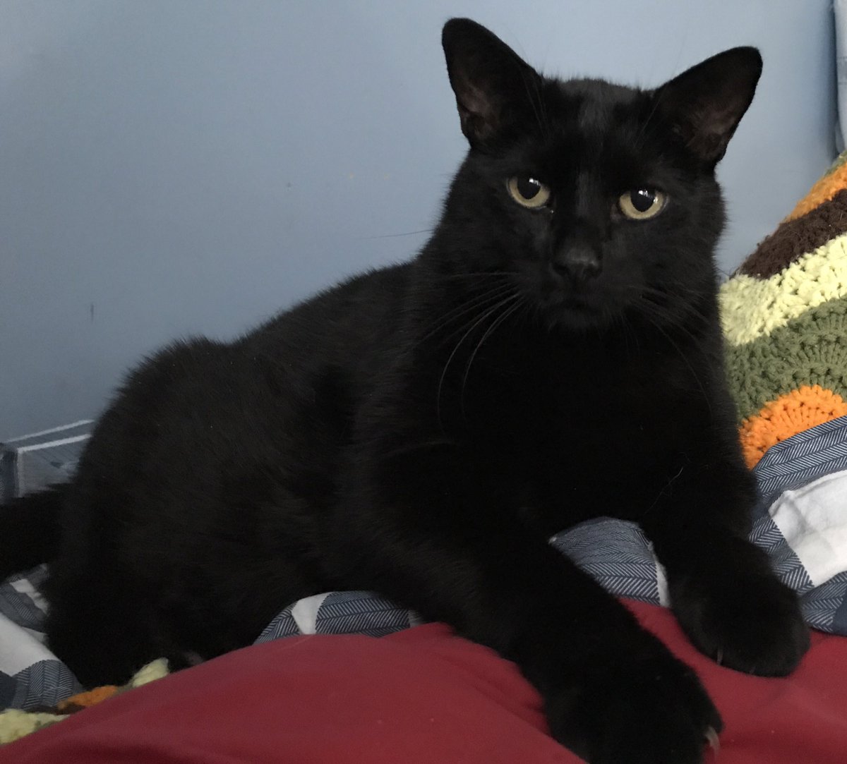 THIS IS GOING TO SHOCK THE WORLD!!! Worse than current events.  

You gave us all, 14 years and 32 days of joy, fun &amp; most of all LOVE!  (Not to mention, thongs) 

Good-Bye, my sweet boy! RIP MR. TIBBS.

#LoveYouMrTibbs