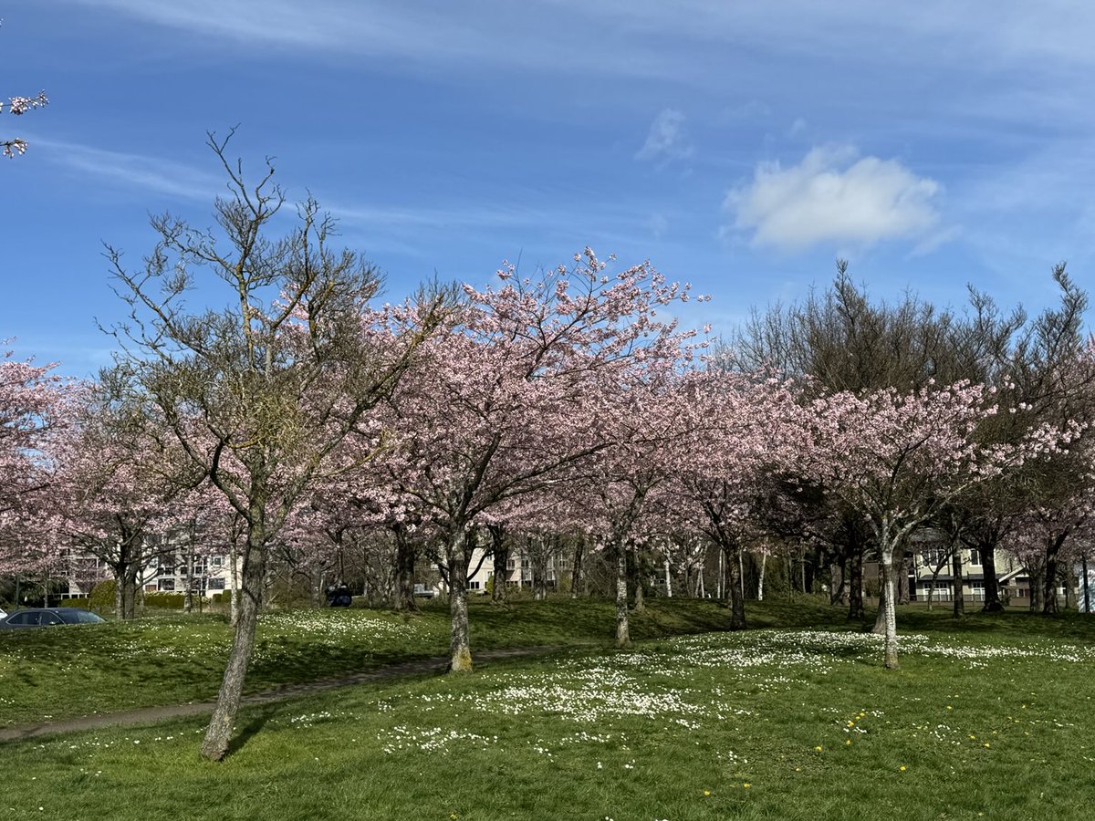 Welcome to the cherry blossom Festival  in #richmond unfortunately we do not have blue skies today, but it’s not pouring so come out and enjoy the entertainment and the great food