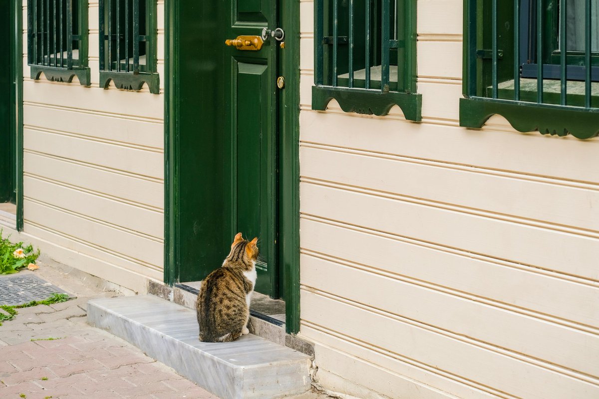 _Factopia's tweet image. A cat's urine glows under a blacklight.