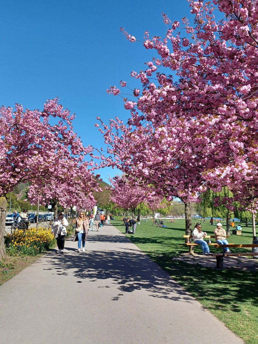 Doriana Vinci (@dorianavinci) on Twitter photo Like in a fairytale 🌸🩷
#heidelberg #heidelbergcastle #heidelbergcity #beautifulcity #germanlandscape #germany #bloomingdays #pink #springvibes #springtime #beatifulcity #beautyofnature Like in a fairytale 🌸🩷
#heidelberg #heidelbergcastle #heidelbergcity #beautifulcity #germanlandscape #germany #bloomingdays #pink #springvibes #springtime #beatifulcity #beautyofnature