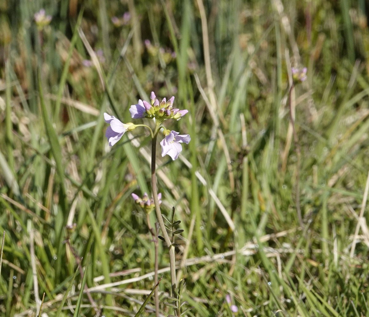lorraine (@lorrainebirder) on Twitter photo Cuckoo flower <a href="/WWTSteart/">WWT Steart Marshes</a> #wildflowerhour <a href="/BSBIbotany/">BSBI: Botanical Society of Britain & Ireland</a> Cuckoo flower <a href="/WWTSteart/">WWT Steart Marshes</a> #wildflowerhour <a href="/BSBIbotany/">BSBI: Botanical Society of Britain & Ireland</a>