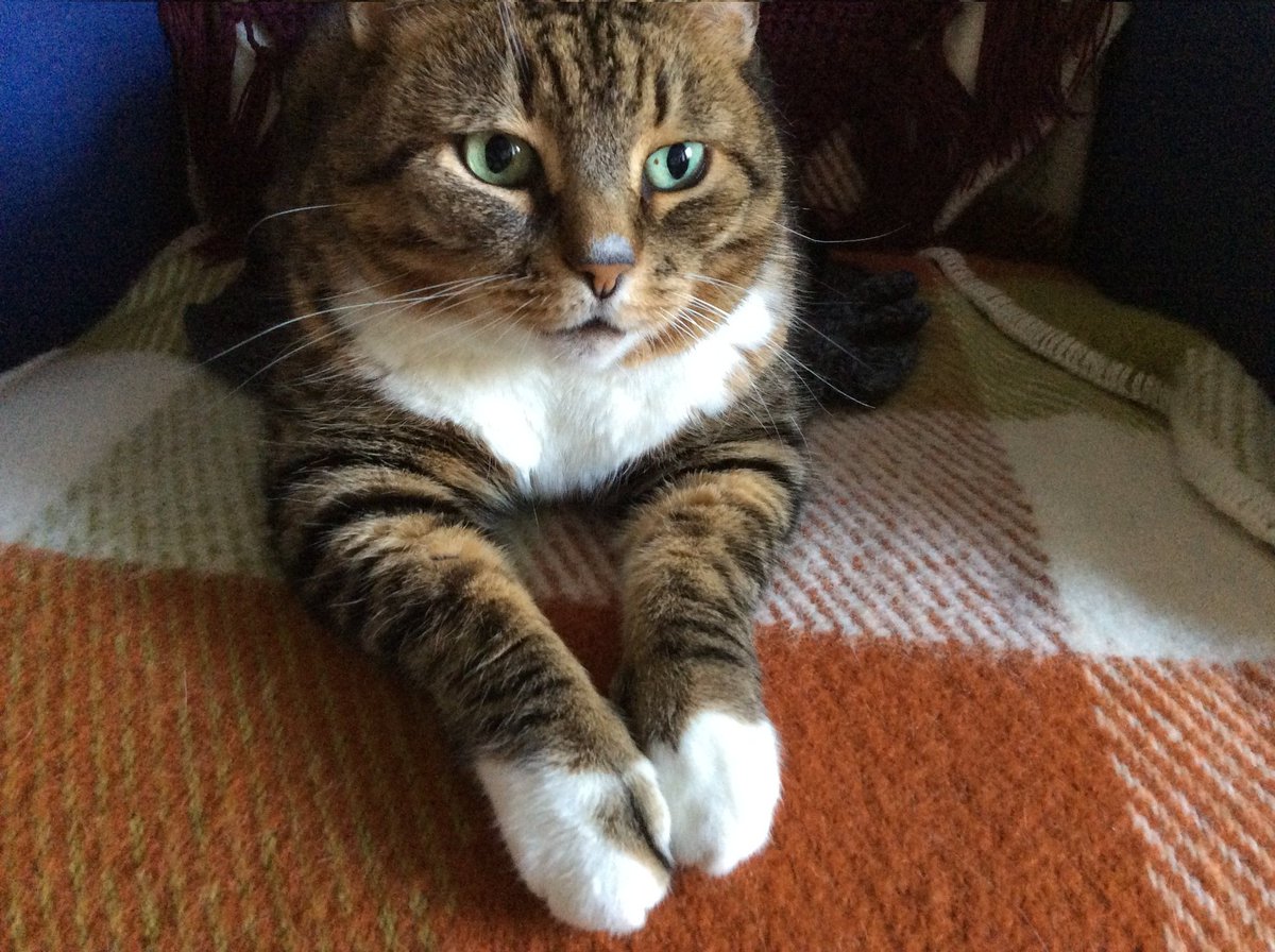 Alma🌈 and mum are joining in #pawcircle for darling Donald <a href="/filzballjaeger/">Donald 🌈</a> who has found his softest cloud among friends.